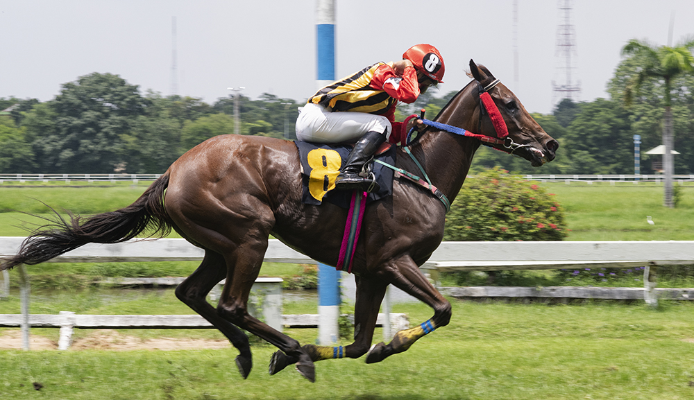 A Complete Guide On How To Bet On Horse Racing